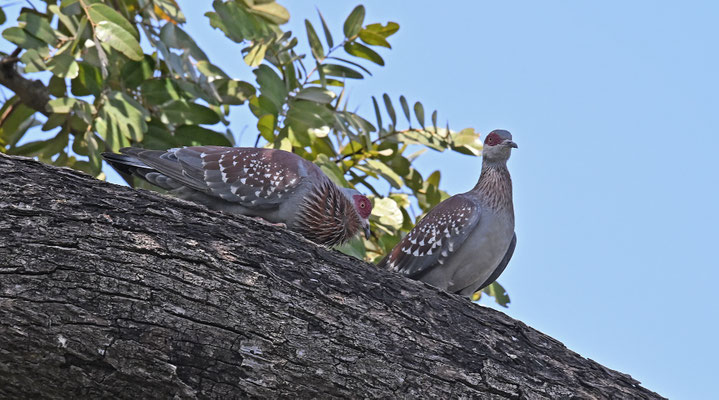Columba guinea - Speckled Pigeon