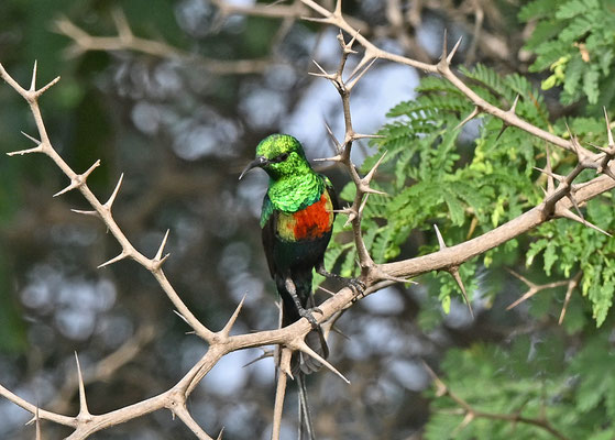 Nectarinia coccinigaster - Splendid Sunbird