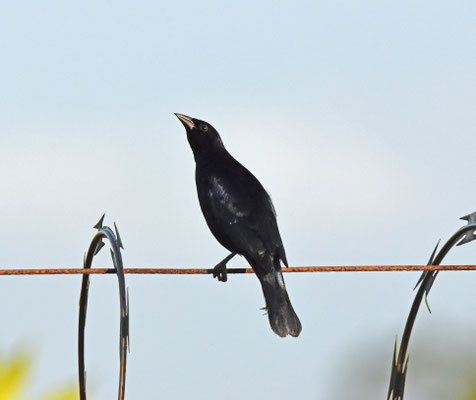 Shiny Cowbird