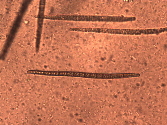Trichoglossum hirsutum - ruige aardtong