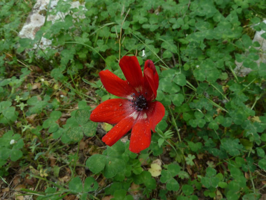 Anemone povanina