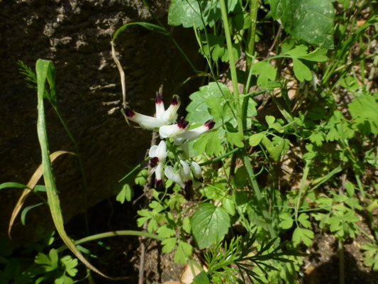 Fumaria bicolor