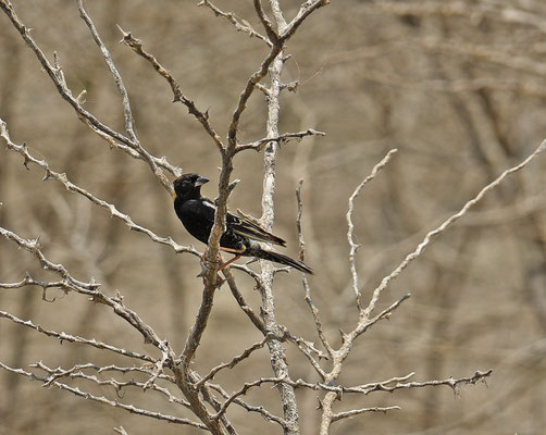 Bobolink