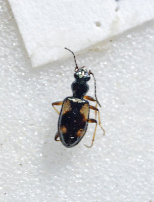 Bembidion illigeri - Gladde viervlekpriemkever
