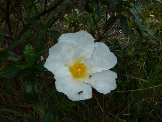 Cistus salvifolius