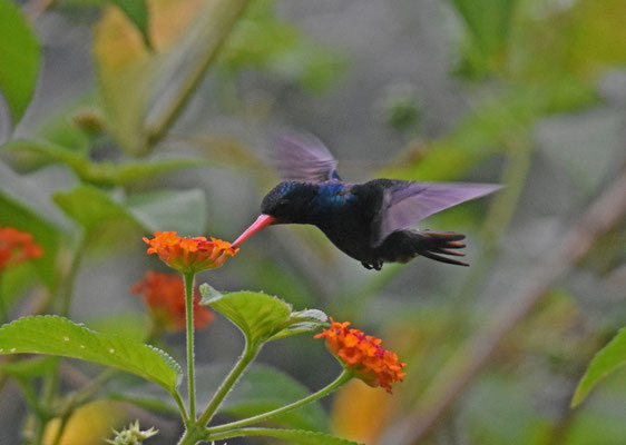 Rufous-throated Sapphire