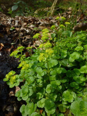 Chrysosplenium oppositifolium - Paarbladig goudveil