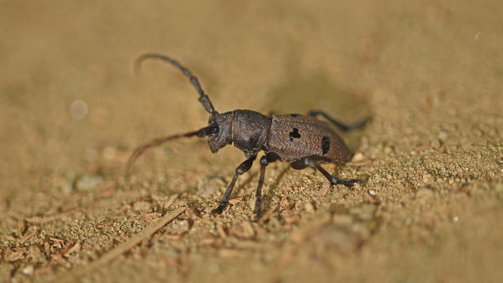 Herophila tristis
