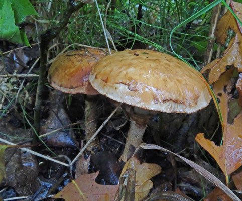 Hebeloma radicosum - Geringde vaalhoed