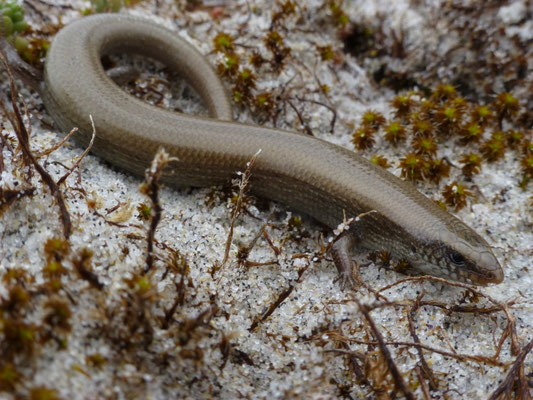 Chalcides bedriagai