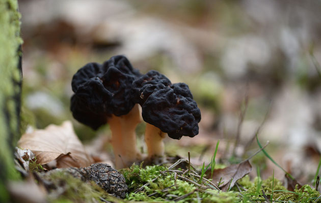 Gyromitra esculenta - Voorjaarskluifzwam