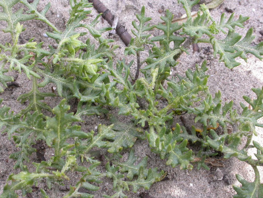 Solanum triflorum - Driebloemige nachtschade