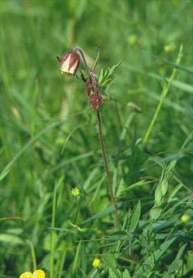 Geum rivale - Knikkend nagelkruid