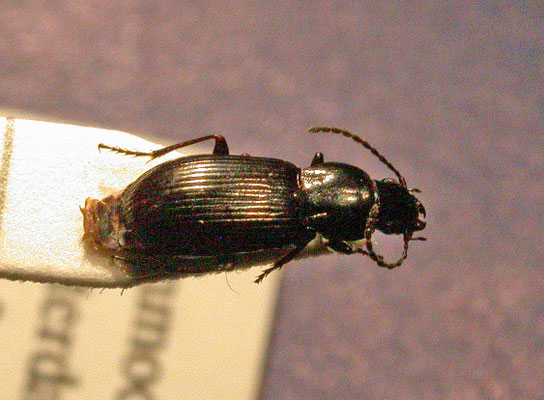 Pterostichus diligens