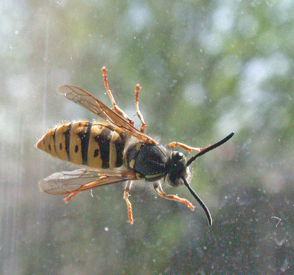 Vespula vulgaris - Gewone wesp