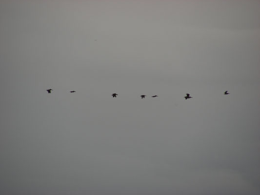 Brown Pelican