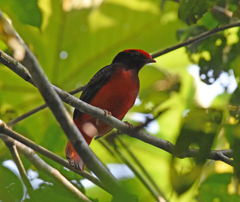 Guianan Red-Cotinga