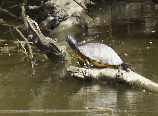 Geelbuikschildpad