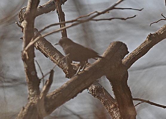 Myrmecocihla albifron - White-fronted Black Chat