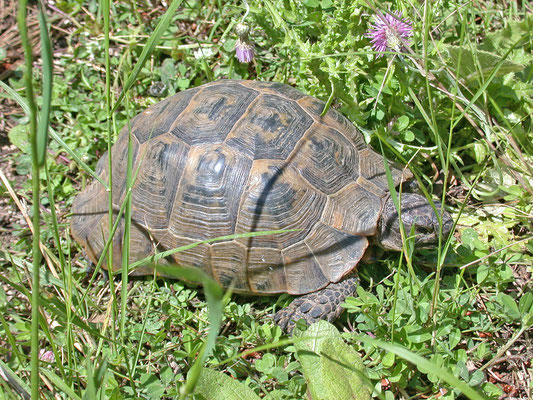 Testudo graeca