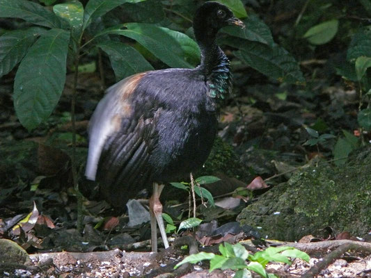 Gray-winged Trumpeter