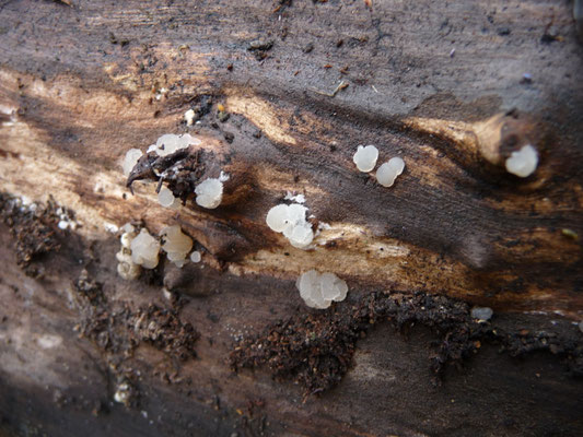 Lachnum virgineum ss. lato - witte franjekelkjes