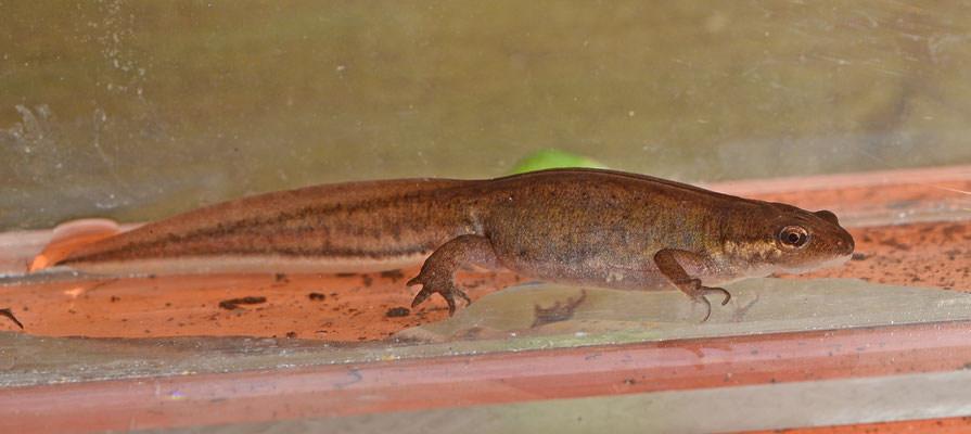 Lissotriton helveticus - Vinpootsalamander