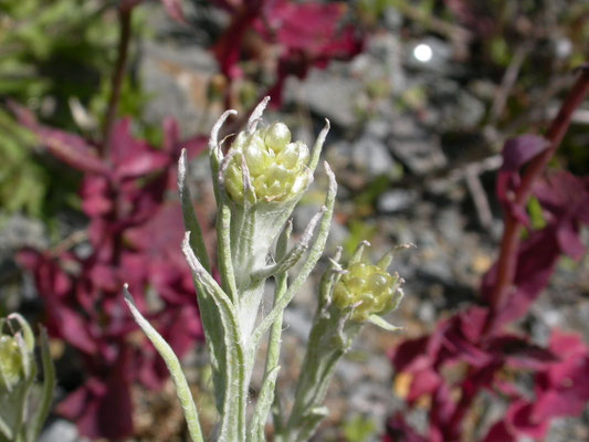 Gnaphalium luteum-album - Bleekgele droogbloem