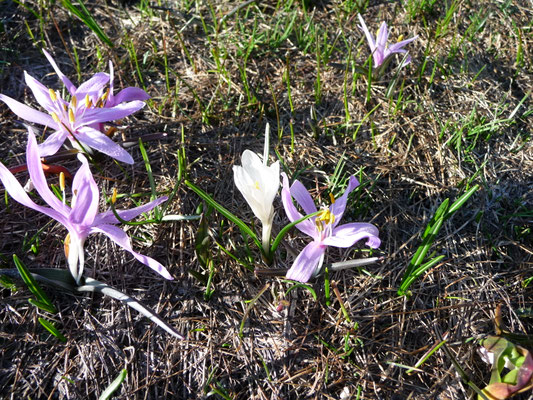 Crocus vernus - Purperkrokus