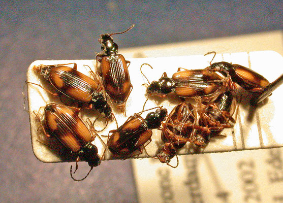 Bembidion bruxellensis