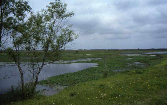 Pintail Lake