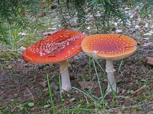 Amanita muscaria - Vliegenzwam