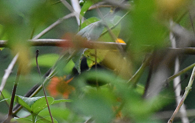 Golden-headed Manakin