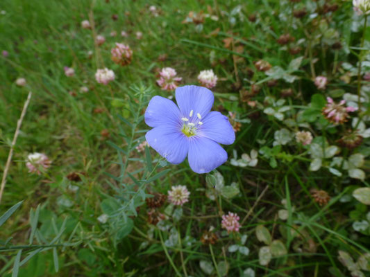 Linum perenne - Overblijvende vlas