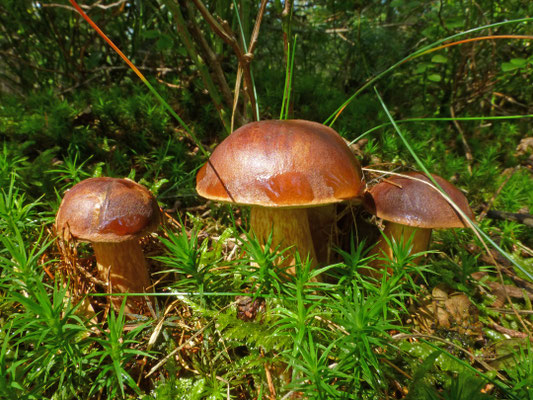 Imleria badia - Kastanjeboleet