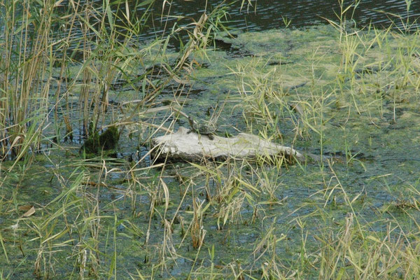 Emys orbicularis (Europese moerasschildpad)