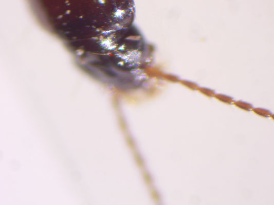 Trechus obtusus - Gewone boogkever
