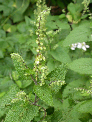 Teucrium scorodonia - Valse salie