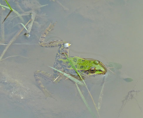 Pelophylax shqipericus - Albanese poelkikker