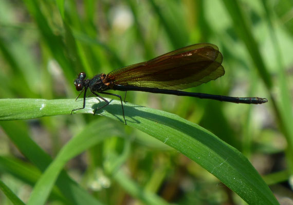 Calopteryx haemorrhoidalis