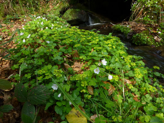 Oxalis acetosella - Witte klaverzuring