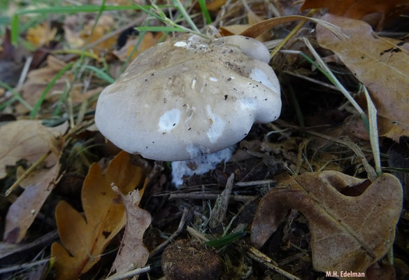 fijnplaatrussula, Nieuw-Amsterdam