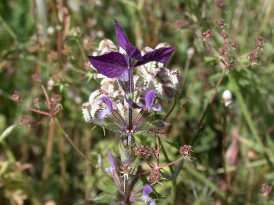 Salvia viridis