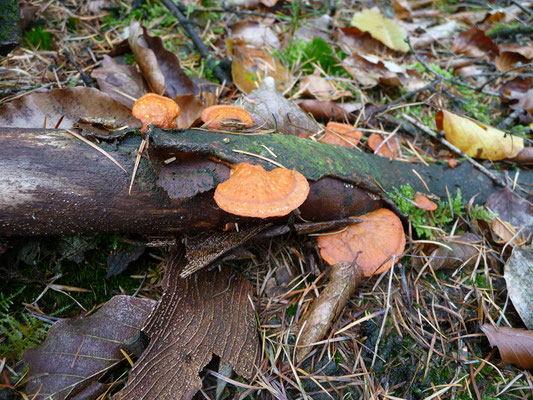 Pycnoporus cinnabarinus - Vermiljoenhoutzwam