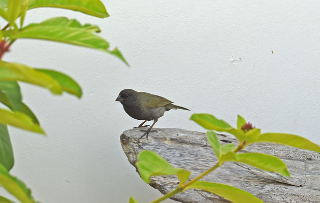 Black-faced Grassquit