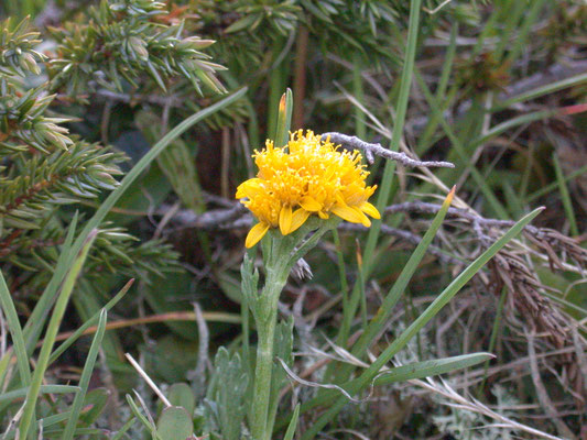 Senecio incanus