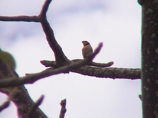 Amadina fasciata - Cut-throat (Finch)