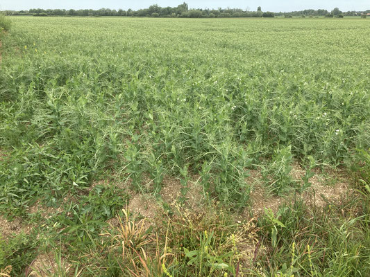 derde stop, een veld met peulen