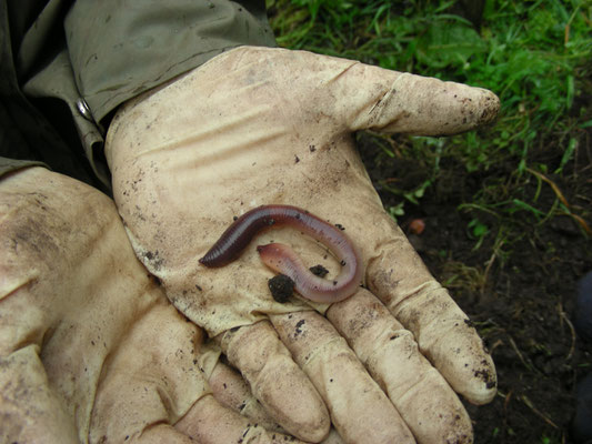 Lumbricus terrestris