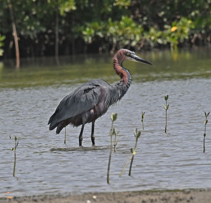 Ardea goliath - Goliath Heron